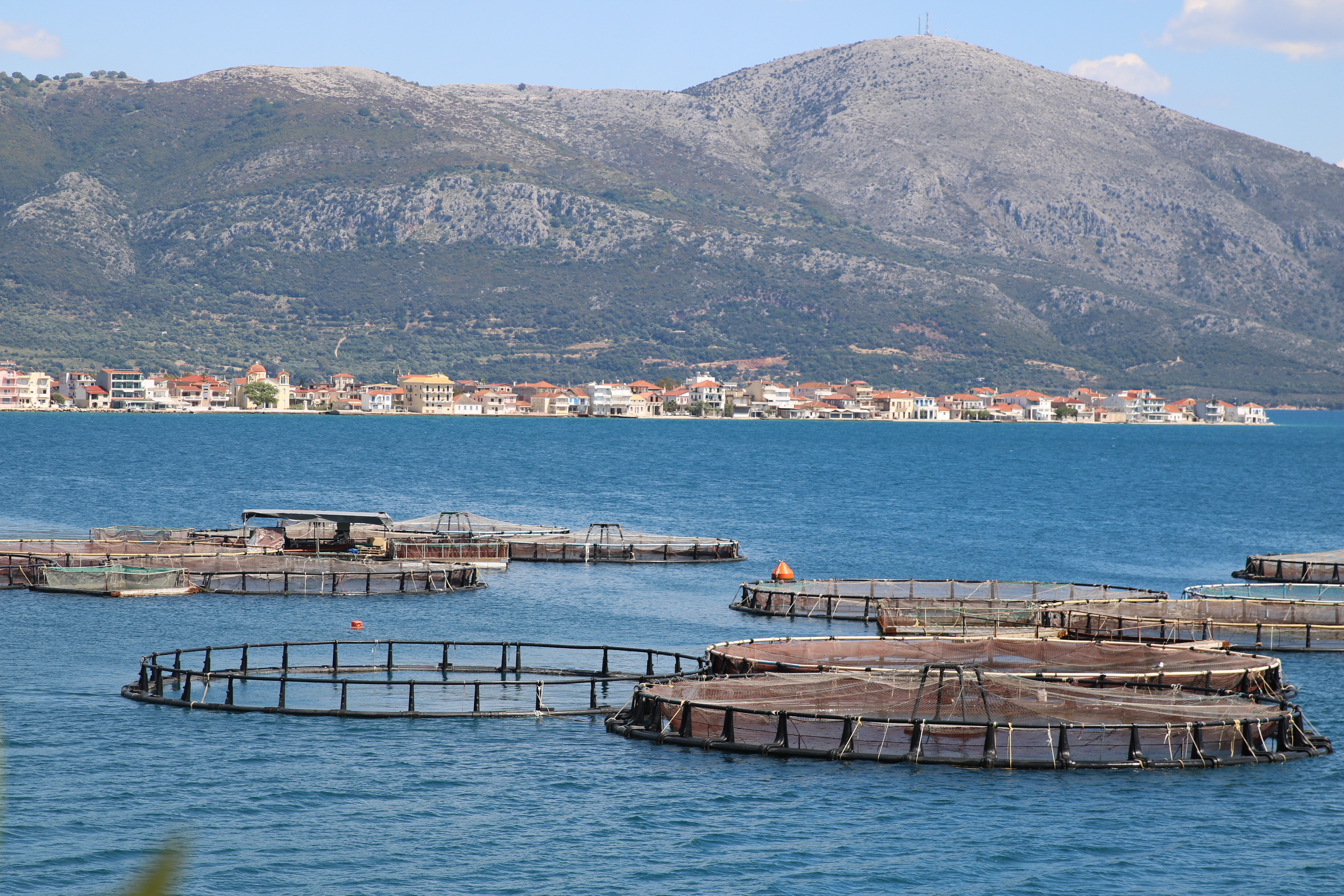 Fish farms situated close to Mytikas, Greece. Aquaculture pens can cause ecological degradation to seagrass meadows as far as 900 meters away, according to University of Oxford researchers.