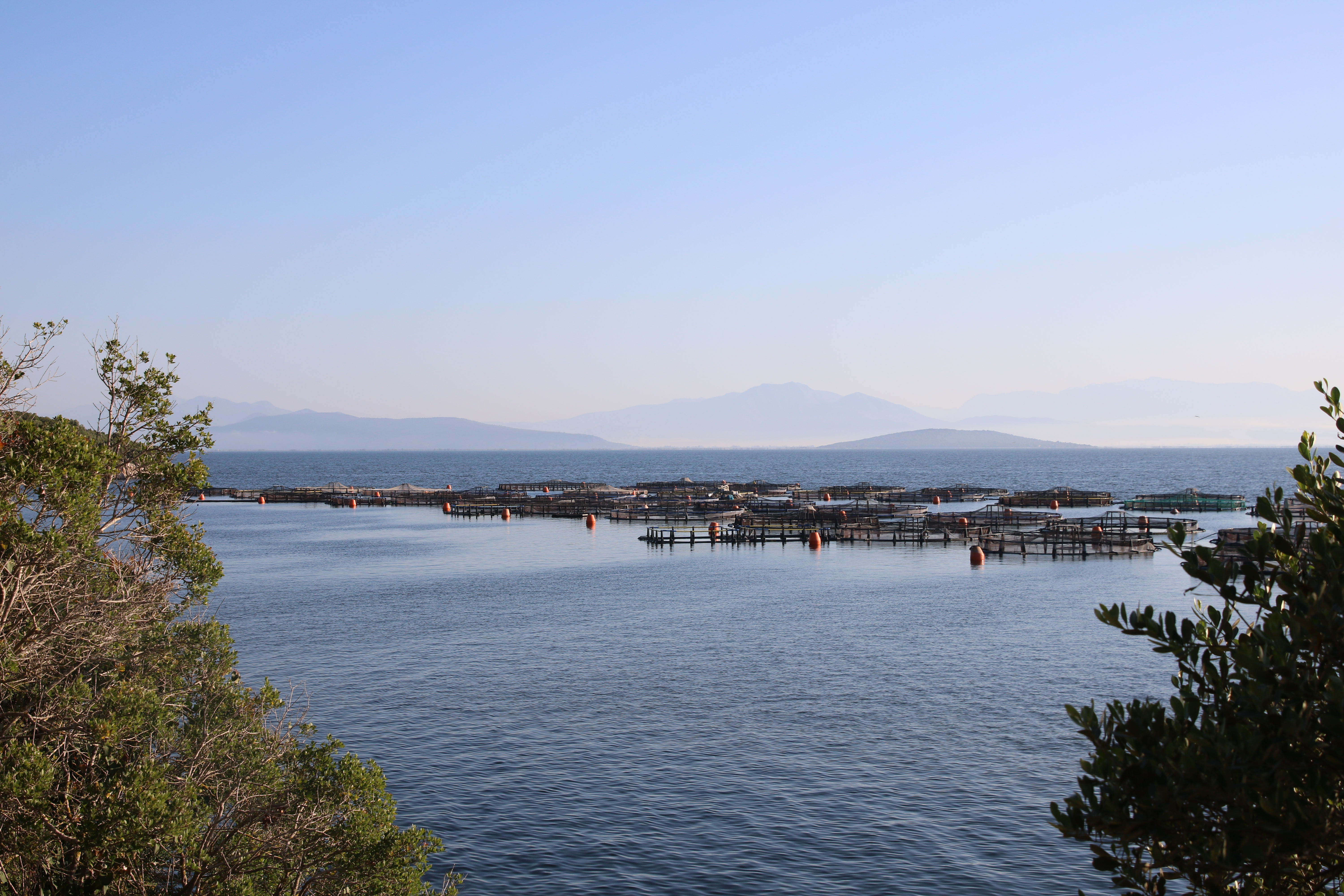 Pens placed within one hundred meters of the shoreline. Despite the industry’s close proximity to the coastline, their operations remain opaque to many Greeks.