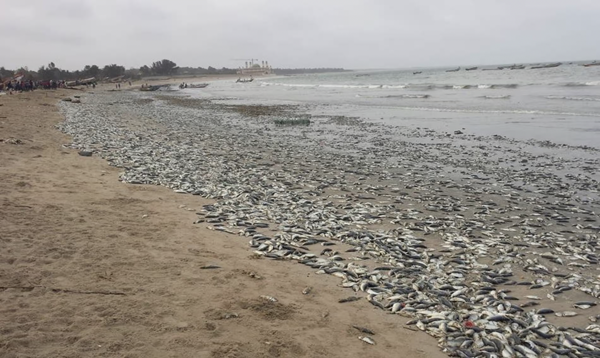 Dead fish overwhelmed a section of the beach in 2019 on the outskirts of Gunjur, near the Golden Lead plant. Litter and a lingering stench drove away visitors to a beach that once drew in large crowds.