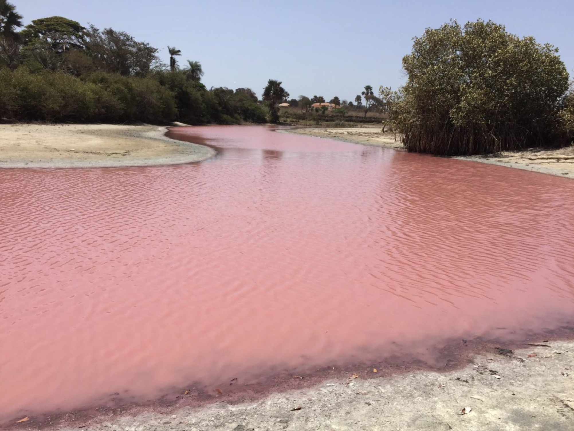 Waste from a fishmeal plant turned the Bolong Fenyo lagoon red and killed thousands of fish in May 2017. Plants often emit toxic gases and a horrid stench.