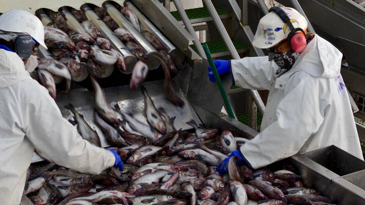 Workers inspected pollock offloaded at Unalaska’s UniSea processing plant, which also produced fishmeal from trimmings such as heads and tails not used for human consumption.