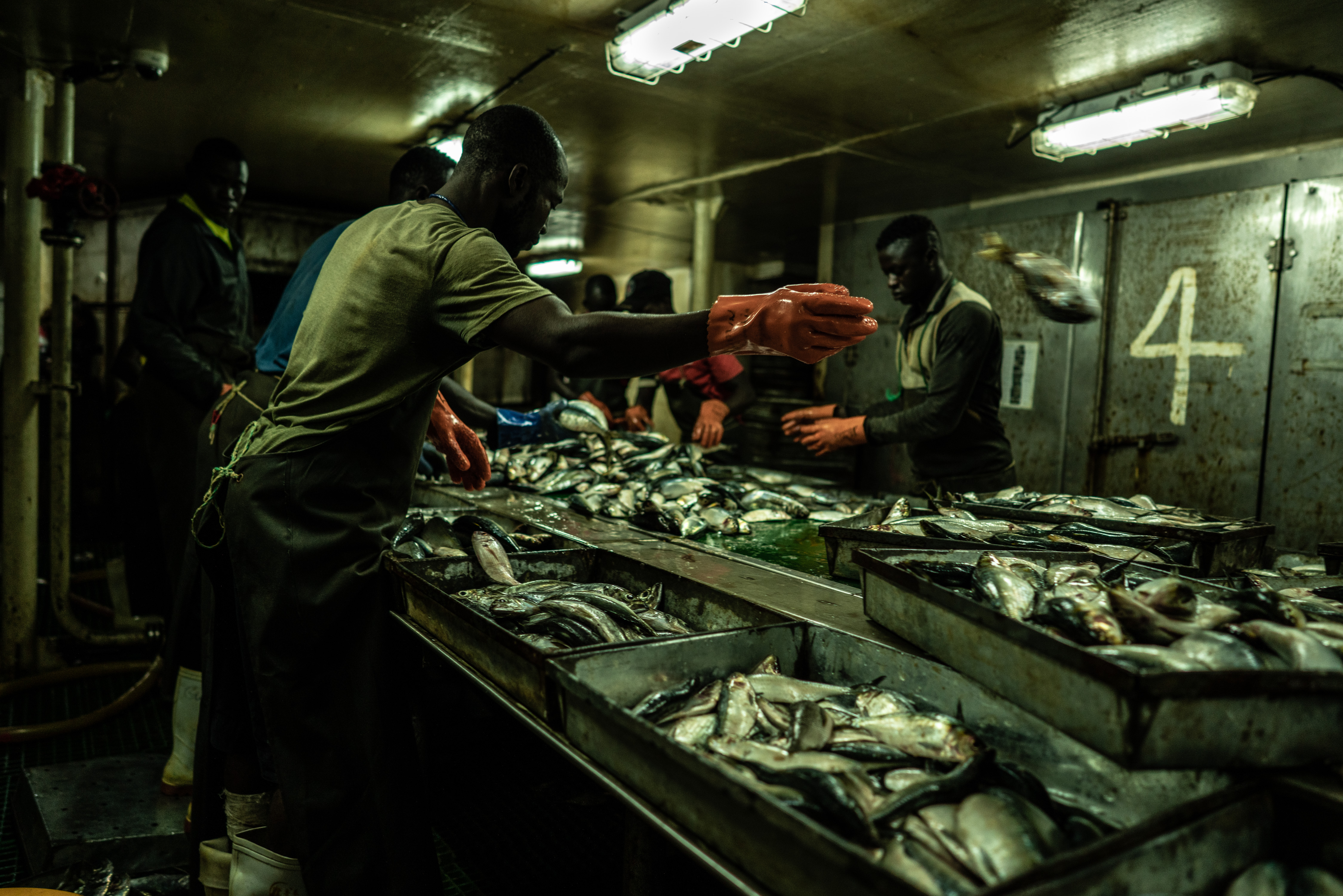 Workers sorted catch aboard the China-flagged Lu Lao Yuan Yu 010 in Gambian waters in 2019. When Outlaw Ocean Project reporters boarded vessels, they documented widespread complaints about poor living and working conditions.