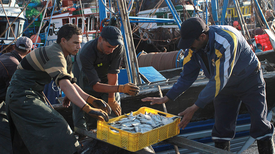 Men unloaded a crate filled with freshly caught fish in a photo posted by Dipromer, a seafood company in Laâyoune, Western Sahara’s largest city.
