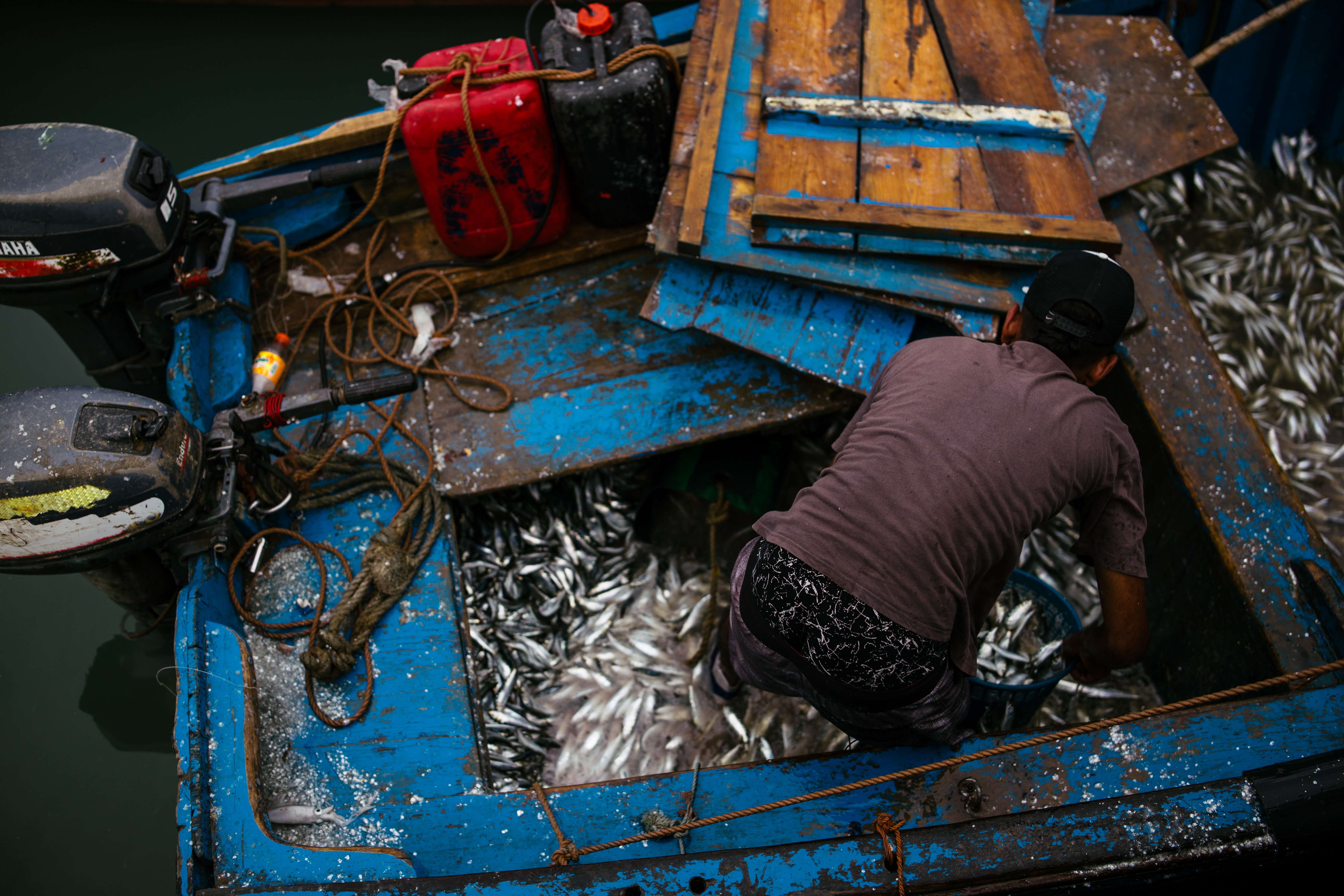 A fisher unloaded sardines in Essaouira, Morocco. Essaouira was once an important trade port, but overfishing caused a sharp decline in fish stocks in the area.